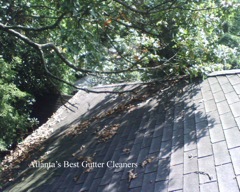 Woodstock's Best Gutter Cleaners does tree pruning of limbs coming in range of the gutters.